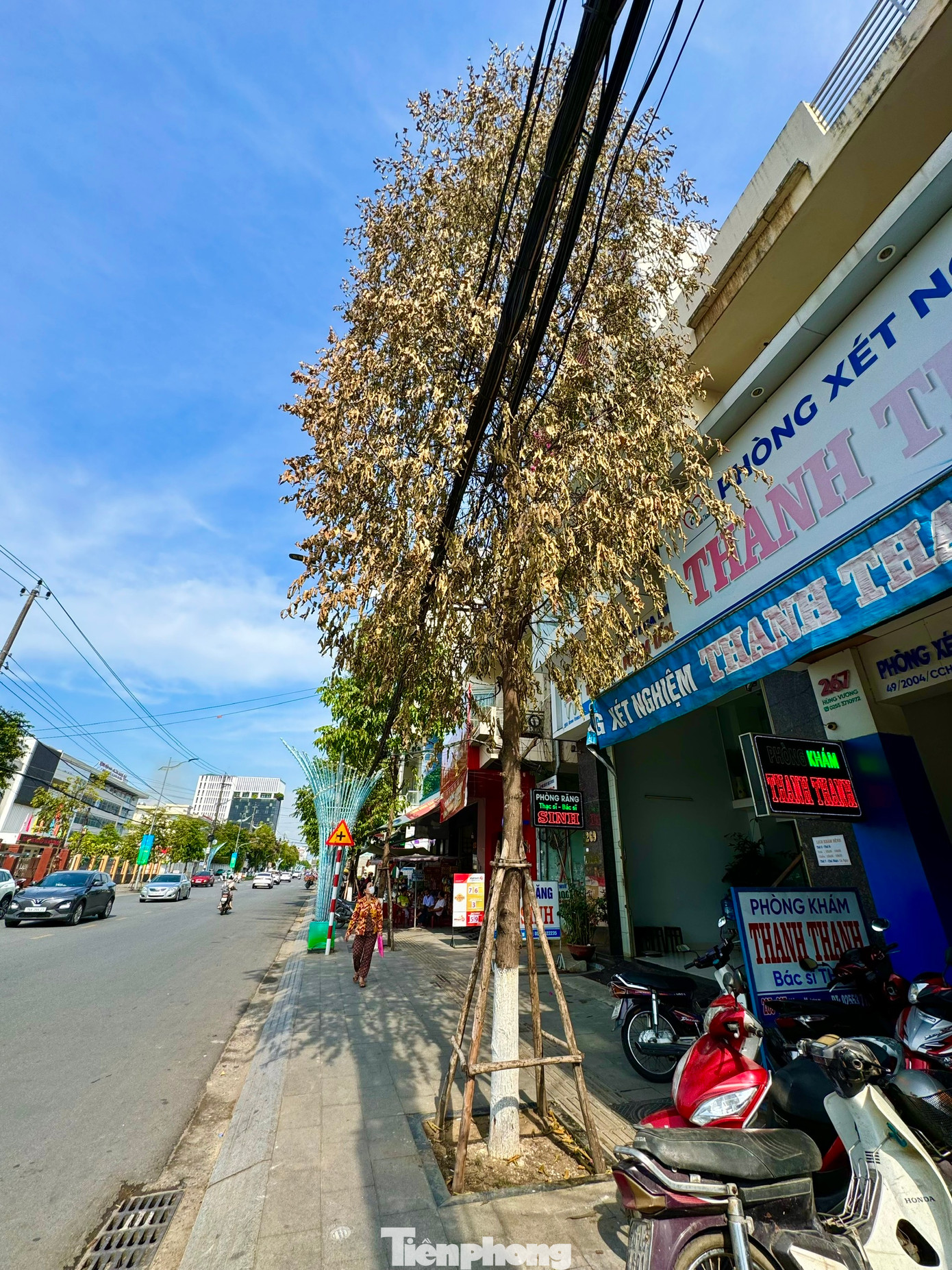 Cây sao đen trước số nhà 267 Hùng Vương rụng lá, héo rũ, bắt đầu rụng lá.