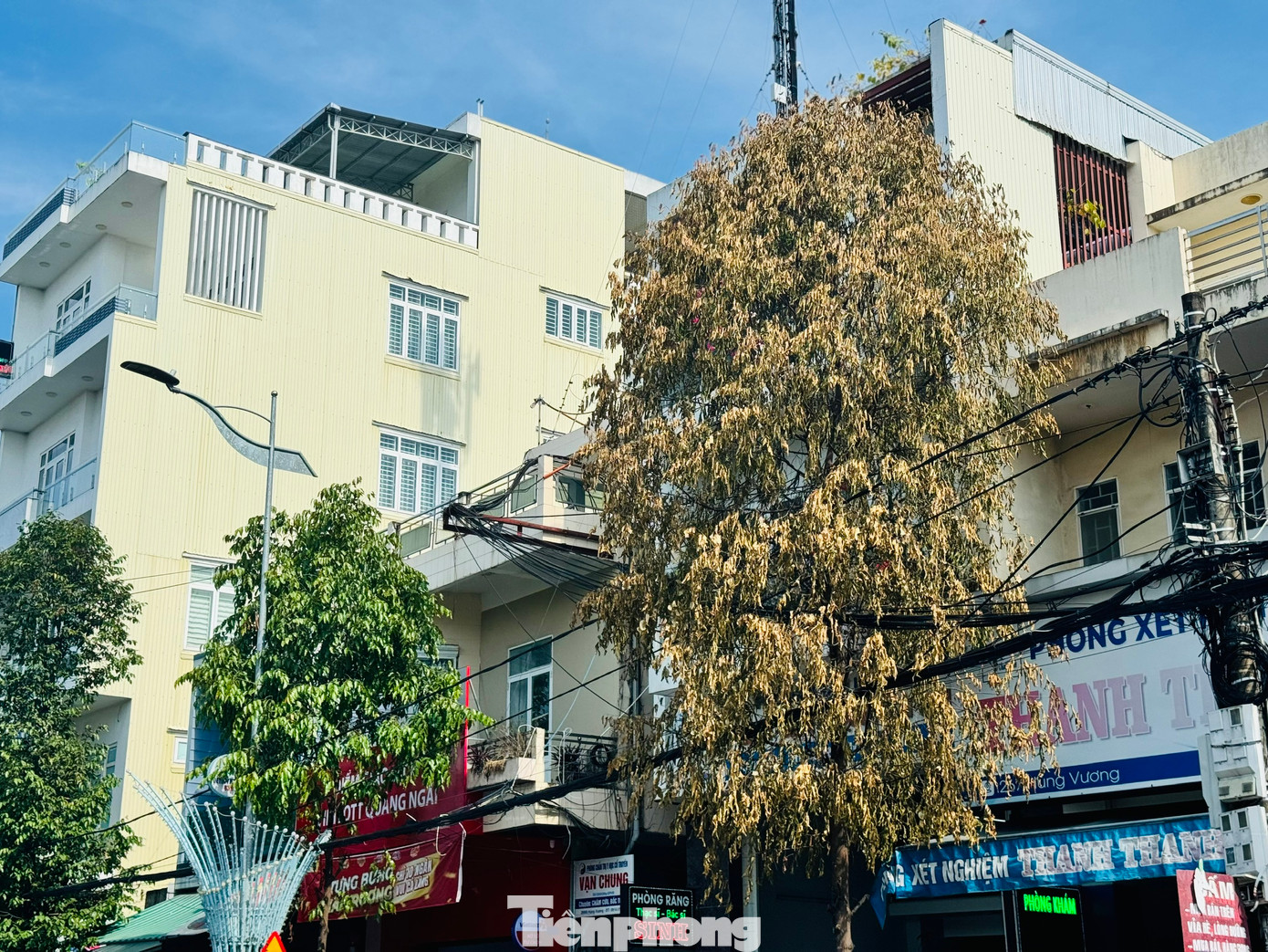 Nghi ngờ kẻ xấu đã đã tiêm hóa chất vào thân cây khiến cây khô héo và chết dần.