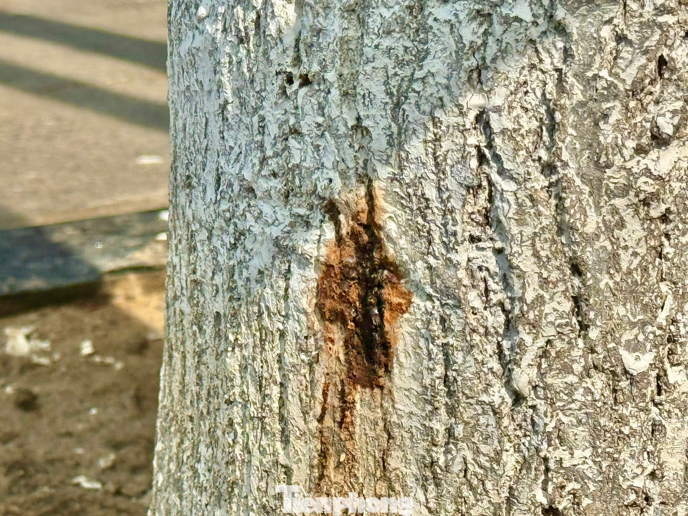 Dưới gốc cây xuất hiện hai vết chích, nhựa cây chảy ra có màu đen đặc.