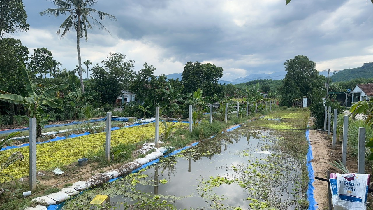 Mô hình nuôi ốc bưu đen của anh Lê Tấn Hoàng. Mô hình nuôi ốc bưu đen của anh Lê Tấn Hoàng.