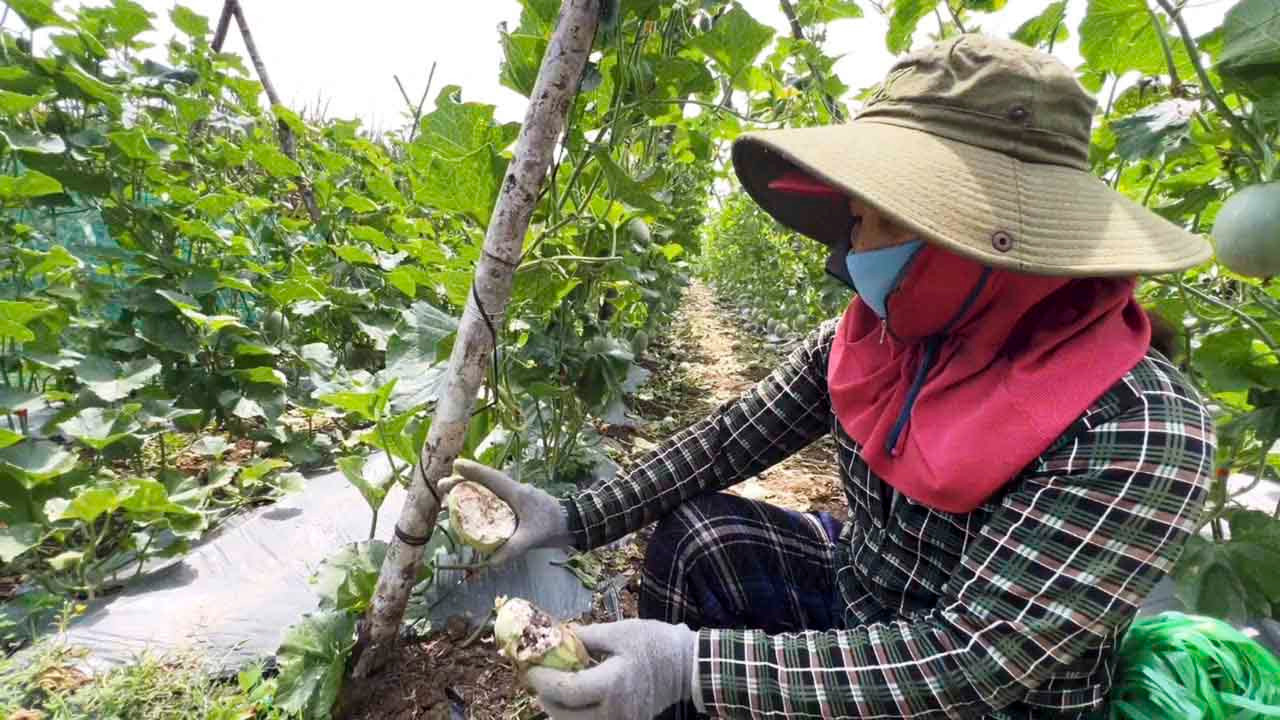 Nhiều diện tích rau màu của người dân bị khỉ hoang cắn phá.