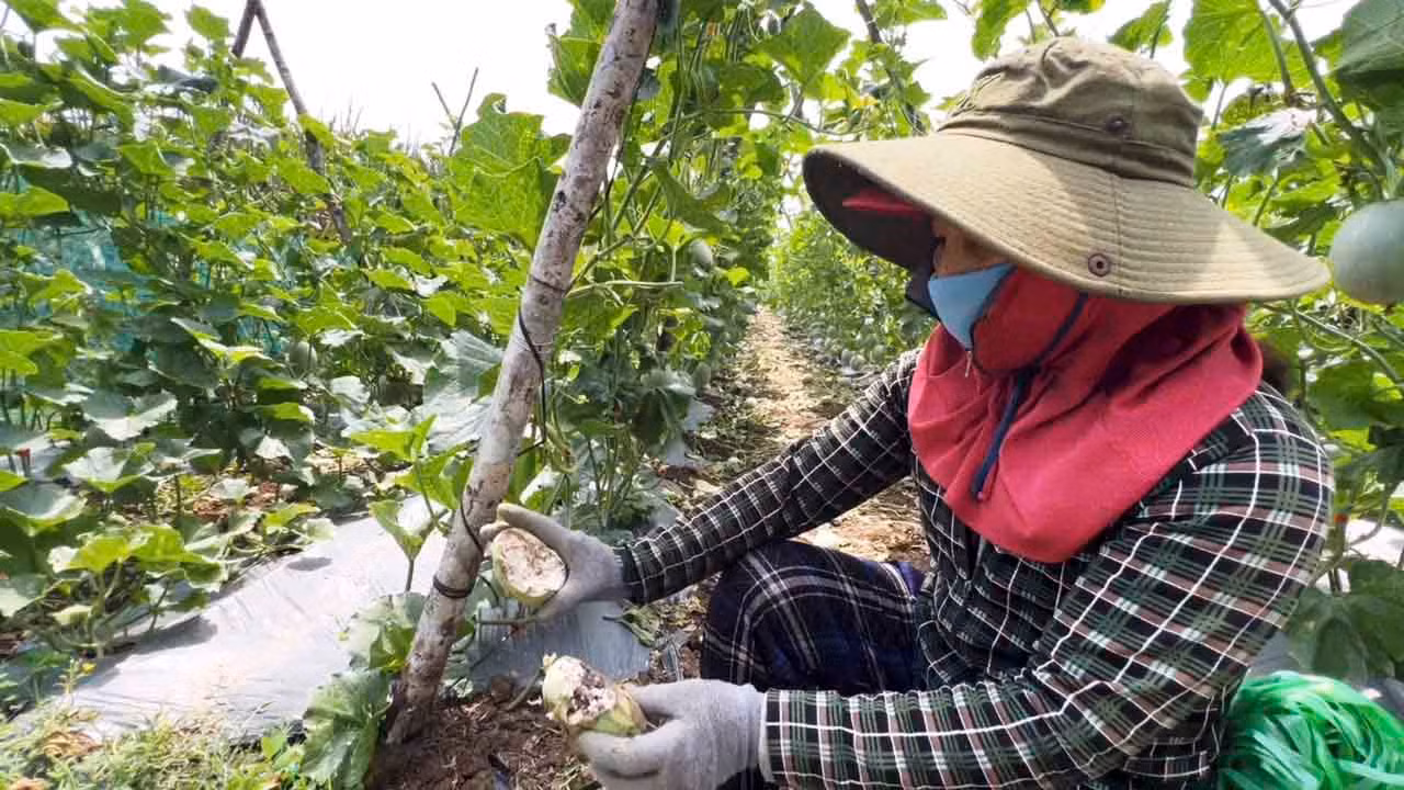 Nhiều diện tích rau màu của người dân bị khỉ hoang cắn phá.