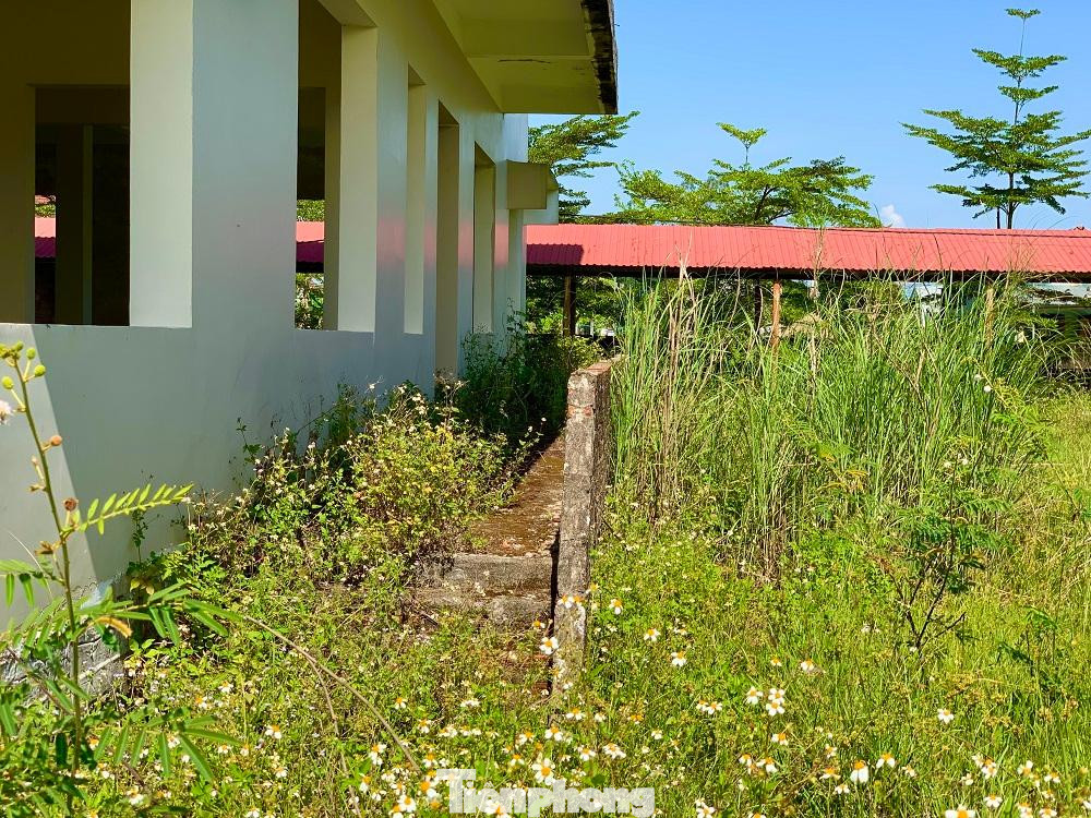 Cỏ dại mọc um tùm bên trong dự án Trung tâm Dạy nghề kiểu mẫu Sơn Tịnh.