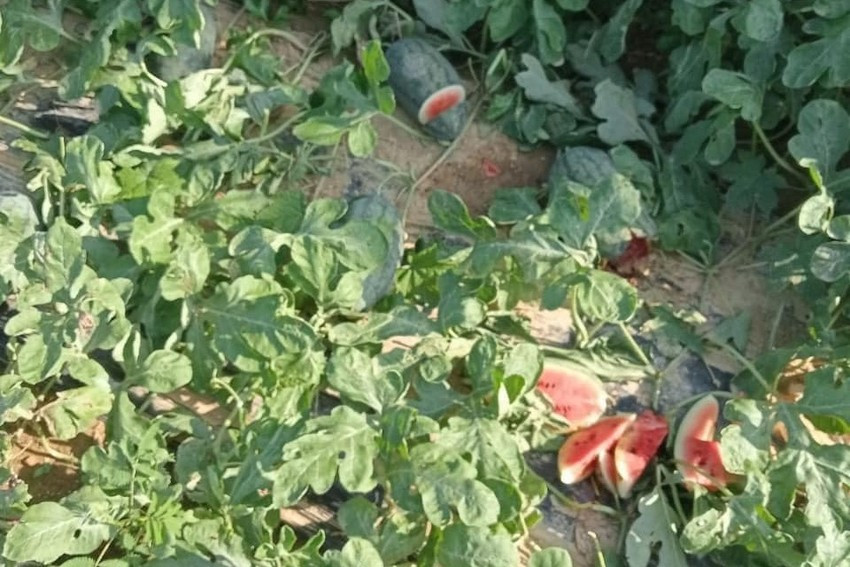 Khoảng 200 trái dưa hấu sắp đến ngày thu hoạch bị nhóm thiếu niên chặt phá. Ảnh: CACC Khoảng 200 trái dưa hấu sắp đến ngày thu hoạch bị nhóm thiếu niên chặt phá. Ảnh: CACC