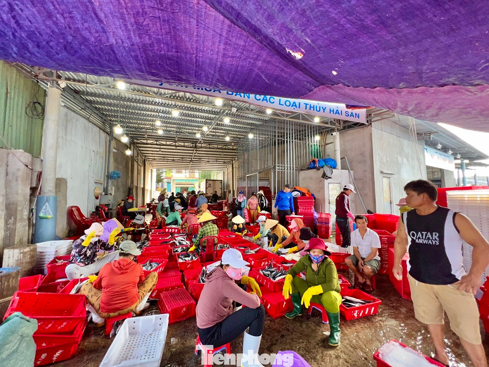 Tại các cảng cá Sa Kỳ (xã Bình Châu, huyện Bình Sơn), Tịnh Hòa (xã Tịnh Hòa, TP Quảng Ngãi, tỉnh Quảng Ngãi) tràn ngập không khí vui tươi, nhộn nhịp. Nhiều ngư dân phấn khởi với chuyến biển đầu năm mới bội thu.