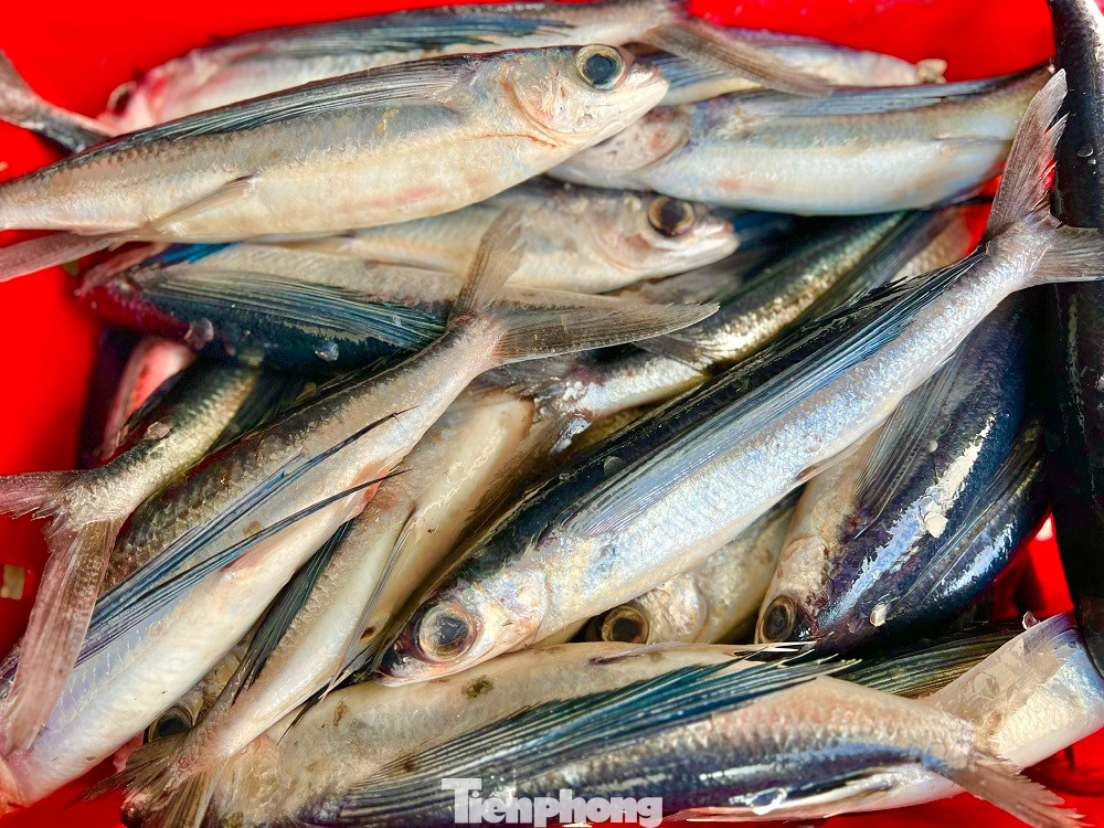 Anh Bùi Duy Tân, thuyền trưởng kiêm chủ tàu QNg 90892 TS (trú xã Bình Châu, huyện Bình Sơn) cho hay, cả năm đánh bắt, lênh đênh trên biển vui buồn đều thấm thía, nhưng cảm giác chờ đợi nhất vẫn là chuyến biển cuối năm. Thường thì những chuyến biển đặc biệt này, tàu thuyền nào cũng được thiên nhiên ưu ái đầy ắp tôm cá khi cập cảng.