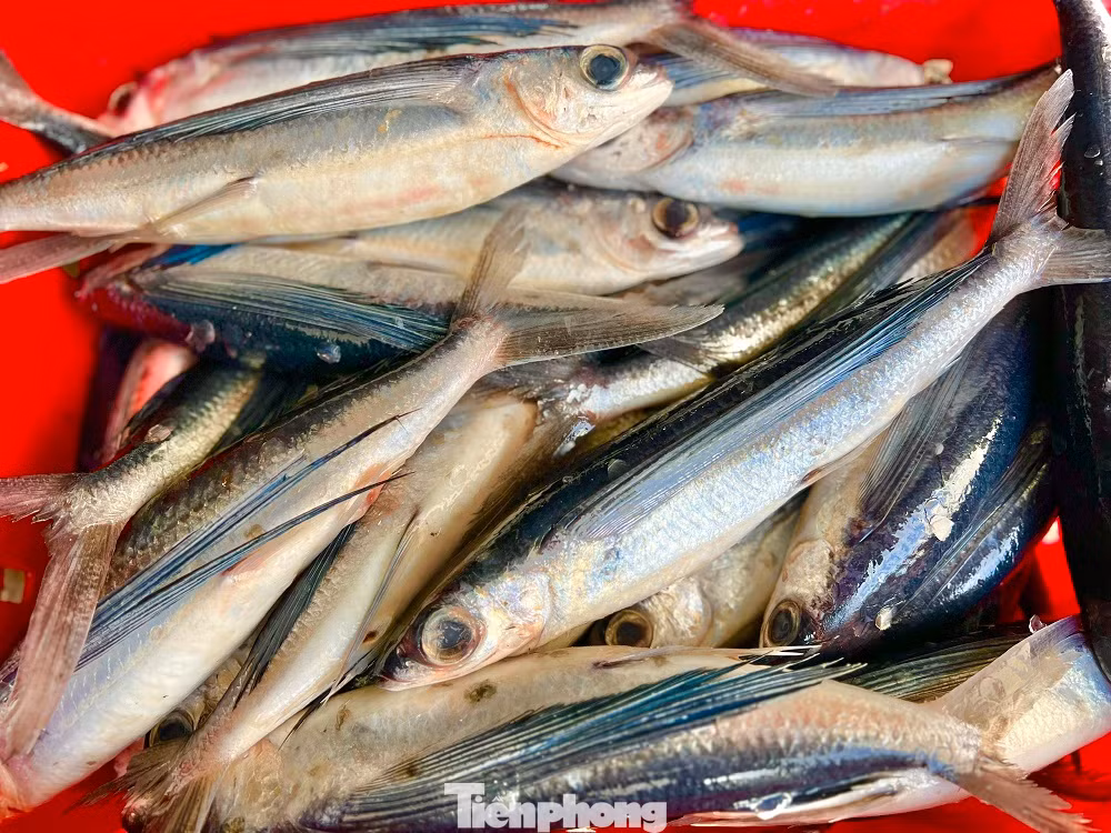 Anh Bùi Duy Tân, thuyền trưởng kiêm chủ tàu QNg 90892 TS (trú xã Bình Châu, huyện Bình Sơn) cho hay, cả năm đánh bắt, lênh đênh trên biển vui buồn đều thấm thía, nhưng cảm giác chờ đợi nhất vẫn là chuyến biển cuối năm. Thường thì những chuyến biển đặc biệt này, tàu thuyền nào cũng được thiên nhiên ưu ái đầy ắp tôm cá khi cập cảng.