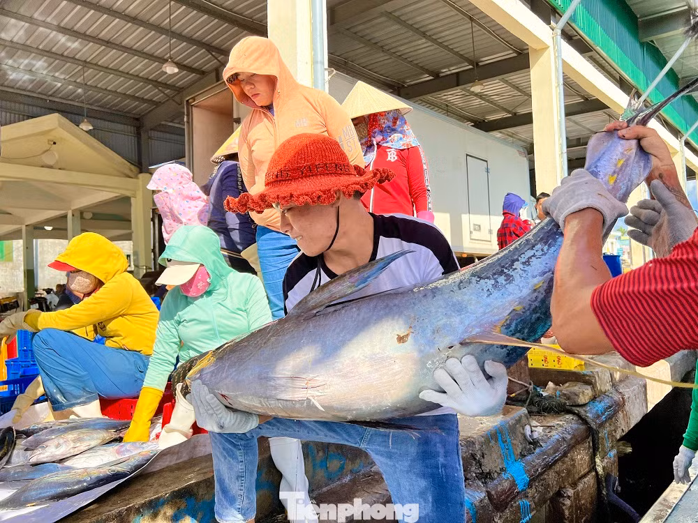“Chuyến biển xuyên Tết này, tàu đánh bắt được gần 20 tấn cá các loại. Trong đó, có 10 tấn cá ngừ sọc dưa, 40 con cá ngừ đại dương (từ 20-40 kg/con), 1 tấn cá thu... Chuyến biển này, tàu của tôi thu về khoảng 400 triệu đồng, trừ phí tổn còn lời gần 300 triệu đồng. Mỗi bạn thuyền sẽ được chia tiền công khoảng 15-20 triệu đồng”, ông Định bộc bạch.