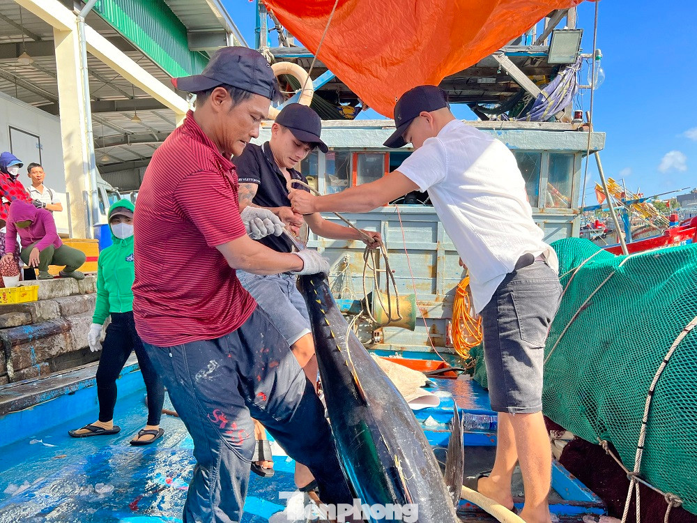 Tàu vừa cập cảng cá Tịnh Hòa (xã Tịnh Hòa, TP Quảng Ngãi), ngư dân Huỳnh Định (trú xã Phổ An, thị xã Đức Phổ), chủ tàu kiêm thuyền trưởng tàu cá QNg 98308 TS phấn khởi cho biết, sau gần một tháng bám biển xuyên Tết ở ngư trường Hoàng Sa, tàu cá của anh cùng 10 thuyền viên trở về đất liền với gần 20 tấn cá các loại.