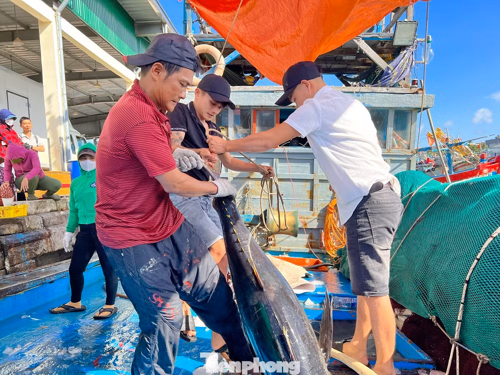Tàu vừa cập cảng cá Tịnh Hòa (xã Tịnh Hòa, TP Quảng Ngãi), ngư dân Huỳnh Định (trú xã Phổ An, thị xã Đức Phổ), chủ tàu kiêm thuyền trưởng tàu cá QNg 98308 TS phấn khởi cho biết, sau gần một tháng bám biển xuyên Tết ở ngư trường Hoàng Sa, tàu cá của anh cùng 10 thuyền viên trở về đất liền với gần 20 tấn cá các loại.
