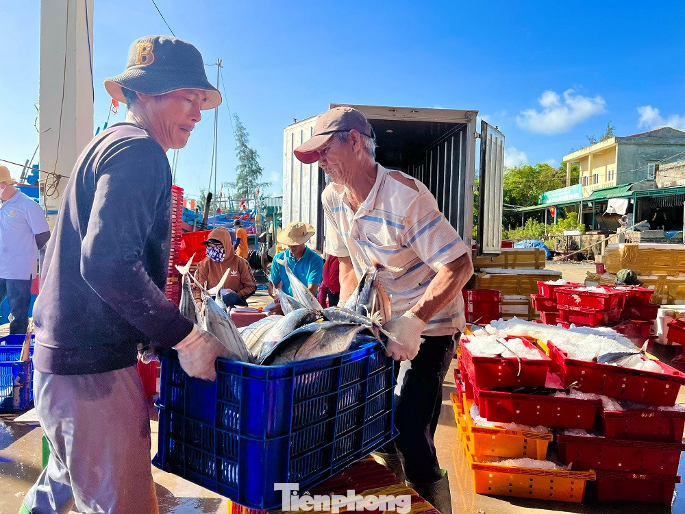 “Sau gần một tháng lênh đênh trên ngư trường Trường Sa, tàu của tôi đánh lưới được hơn 7 tấn cá chuồn cồ, với giá dao động từ 50-90 nghìn đồng/kg, trừ hết chi phí anh em cũng kiếm được vài trăm triệu đồng. Ngư dân chúng tôi chấp nhận không ăn Tết cùng gia đình để bám biển, nhưng được bội thu như thế này thì đón Tết muộn cùng gia đình cũng cảm thấy vui và ấm áp”, anh Tân cho biết thêm.