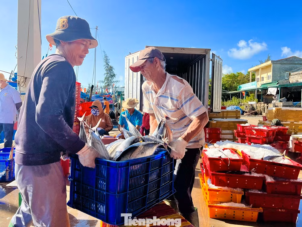 “Sau gần một tháng lênh đênh trên ngư trường Trường Sa, tàu của tôi đánh lưới được hơn 7 tấn cá chuồn cồ, với giá dao động từ 50-90 nghìn đồng/kg, trừ hết chi phí anh em cũng kiếm được vài trăm triệu đồng. Ngư dân chúng tôi chấp nhận không ăn Tết cùng gia đình để bám biển, nhưng được bội thu như thế này thì đón Tết muộn cùng gia đình cũng cảm thấy vui và ấm áp”, anh Tân cho biết thêm.