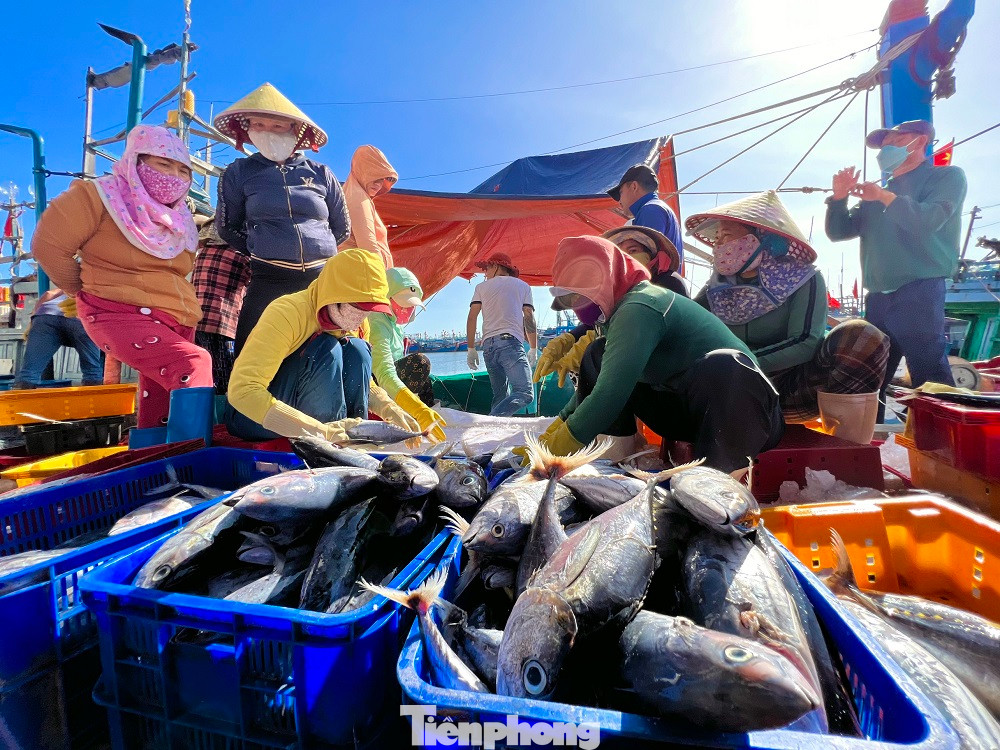 “Sau gần một tháng lênh đênh trên ngư trường Trường Sa, tàu của tôi đánh lưới được hơn 7 tấn cá chuồn cồ, với giá dao động từ 50-90 nghìn đồng/kg, trừ hết chi phí anh em cũng kiếm được vài trăm triệu đồng. Ngư dân chúng tôi chấp nhận không ăn Tết cùng gia đình để bám biển, nhưng được bội thu như thế này thì đón Tết muộn cùng gia đình cũng cảm thấy vui và ấm áp”, anh Tân cho biết thêm.