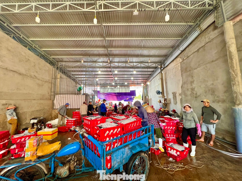 Tại các cảng cá Sa Kỳ (xã Bình Châu, huyện Bình Sơn), Tịnh Hòa (xã Tịnh Hòa, TP Quảng Ngãi, tỉnh Quảng Ngãi) tràn ngập không khí vui tươi, nhộn nhịp. Nhiều ngư dân phấn khởi với chuyến biển đầu năm mới bội thu.