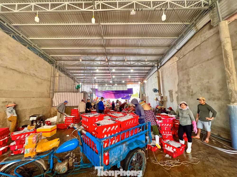 Tại các cảng cá Sa Kỳ (xã Bình Châu, huyện Bình Sơn), Tịnh Hòa (xã Tịnh Hòa, TP Quảng Ngãi, tỉnh Quảng Ngãi) tràn ngập không khí vui tươi, nhộn nhịp. Nhiều ngư dân phấn khởi với chuyến biển đầu năm mới bội thu.