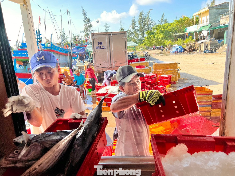 Cá được bốc xếp lên xe đông lạnh rồi vận chuyển đi tiêu thụ.