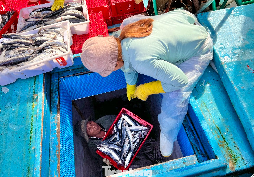 Còn tại cảng Sa Kỳ (xã Bình Châu, huyện Bình Sơn), hàng chục con tàu đánh bắt cá chuồn từ các ngư trường Trường Sa cũng nối đuôi nhau cập bến sau phiên biển “xuyên Tết” ở vùng biển xa bờ của Tổ quốc. Nét mặt của những ngư dân trúng đậm cá chuồn, dường như không thấy nỗi buồn vừa thêm một cái Tết xa gia đình lênh đênh trên biển.