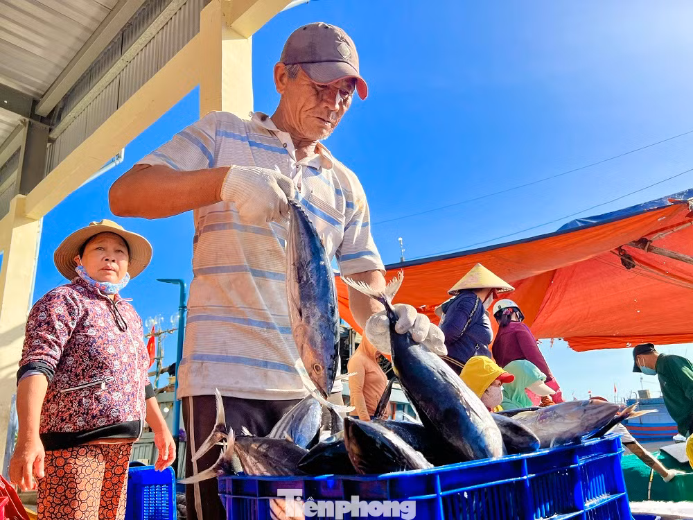 Cũng theo anh Tân, sau khi bán hết cá cho các thương lái, anh cho anh em thuyền viên nghỉ ngơi vài ngày rồi lại tiếp tục vươn khơi bám biển trở lại. Dự kiến chuyến biển mới này của tàu sẽ kéo dài khoảng 25 ngày ở ngư trường Hoàng Sa, Trường Sa.