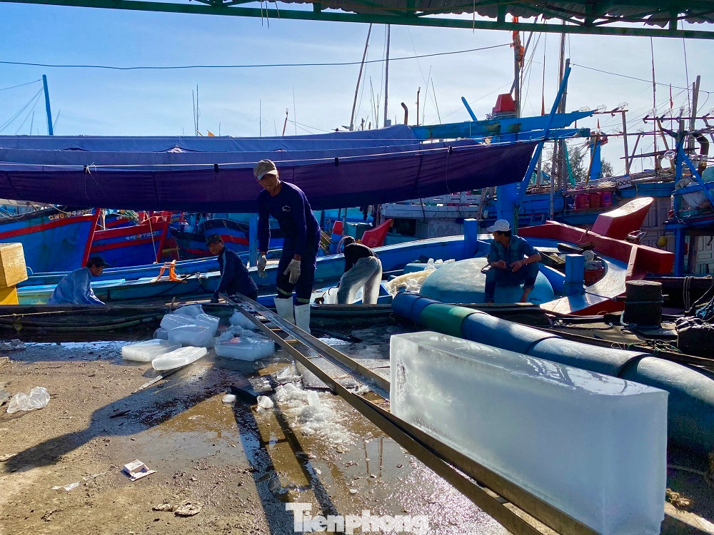 Toàn tỉnh Quảng Ngãi hiện có hơn 4.500 tàu cá với hơn 38.000 lao động hành nghề trên biển. Trong số đó, có 62 tàu cá đi biển xuyên Tết, các tàu này chủ yếu khai thác hải sản ở ngư trường Hoàng Sa, Trường Sa. Các tàu đi biển xuyên Tết, nhiều tàu trở về đạt hiệu quả đánh bắt rất tốt so với các năm trước, giá cá cũng ổn định nên nhiều ngư dân rất phấn khởi.