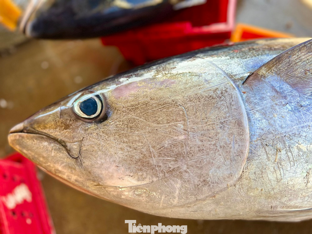 Cá ngừ đại dương được đánh bắt từ ngư trường Hoàng Sa, với giá dao động từ 80-100 nghìn/kg.