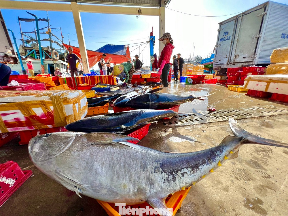 Cá ngừ đại dương được đánh bắt từ ngư trường Hoàng Sa, với giá dao động từ 80-100 nghìn/kg.