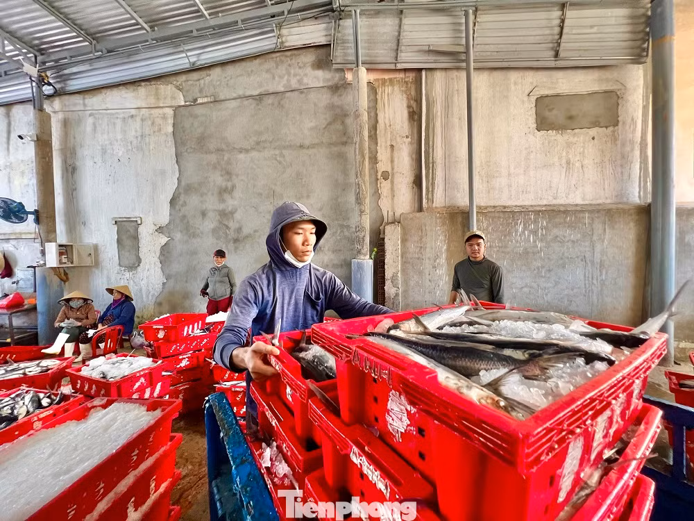 Anh Bùi Duy Tân, thuyền trưởng kiêm chủ tàu QNg 90892 TS (trú xã Bình Châu, huyện Bình Sơn) cho hay, cả năm đánh bắt, lênh đênh trên biển vui buồn đều thấm thía, nhưng cảm giác chờ đợi nhất vẫn là chuyến biển cuối năm. Thường thì những chuyến biển đặc biệt này, tàu thuyền nào cũng được thiên nhiên ưu ái đầy ắp tôm cá khi cập cảng.