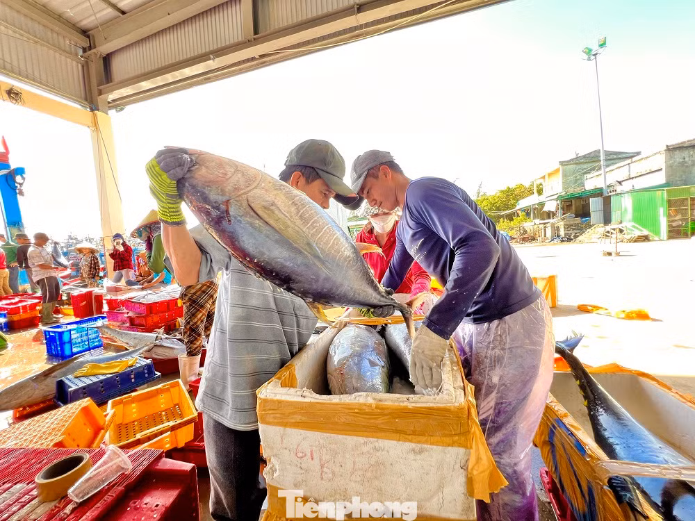 Ngư dân Nguyễn Phú (trú xã Bình Châu, huyện Bình Sơn), thuyền viên trên tàu cá QNg 90892 TS cho hay, anh đã hơn 15 năm lăn lộn ở ngư trường Hoàng Sa, trong đó có 10 năm ăn Tết trên biển. “Đến giờ giao thừa anh em nghỉ ngơi khoảng vài tiếng rồi mở Icom nghe lời chúc Tết từ đất liền của những người thân. Nhiều khi nhớ nhà, muốn bên vợ, bên con trong thời khắc quan trọng ấy nhưng vì cuộc sống mưu sinh nên mình đành phải chịu”, anh Phú bộc bạch.