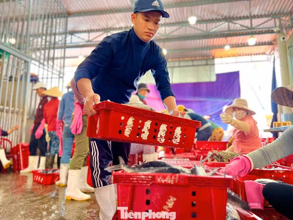 Còn tại cảng Sa Kỳ (xã Bình Châu, huyện Bình Sơn), hàng chục con tàu đánh bắt cá chuồn từ các ngư trường Trường Sa cũng nối đuôi nhau cập bến sau phiên biển “xuyên Tết” ở vùng biển xa bờ của Tổ quốc. Nét mặt của những ngư dân trúng đậm cá chuồn, dường như không thấy nỗi buồn vừa thêm một cái Tết xa gia đình lênh đênh trên biển.