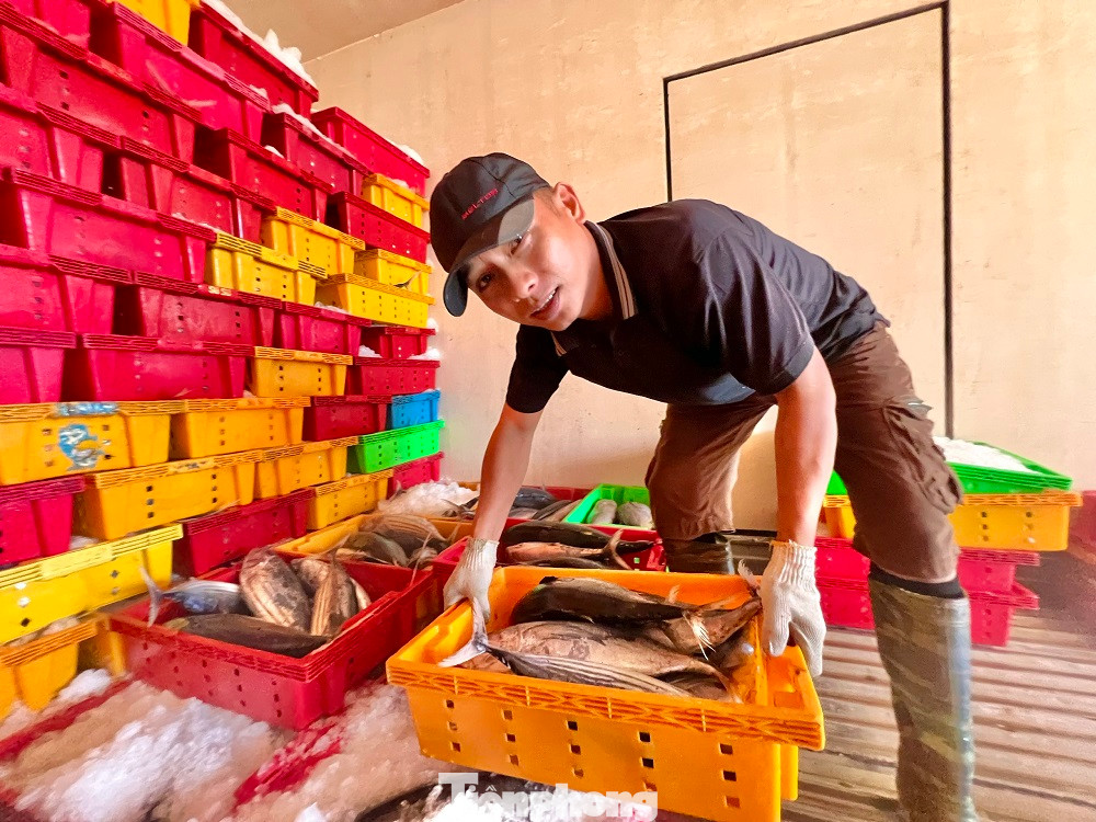 Cá được bốc xếp lên xe đông lạnh rồi vận chuyển đi tiêu thụ.