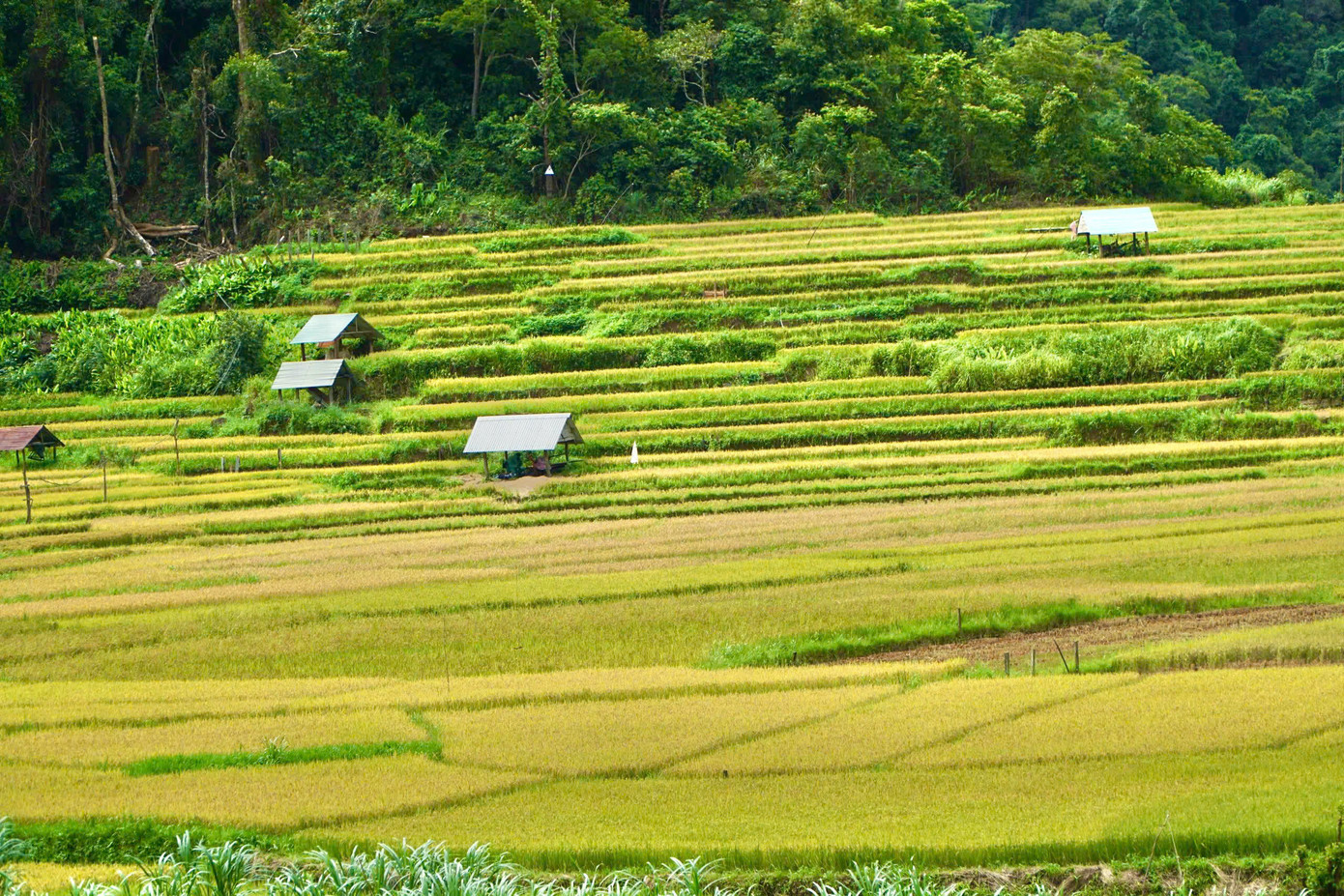 Theo người dân Kon Tu Rằng, bà con nơi đây chủ yếu trồng lúa để phục vụ nhu cầu của gia đình chứ không bán. Hiện người dân thôn Kon Tu Rằng đang canh tác lúa trên 2 khu ruộng bậc thang với tổng diện tích 48ha.