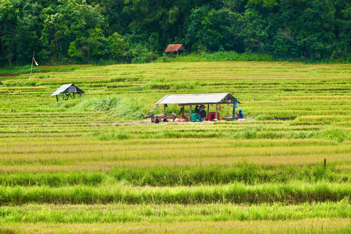 Theo người dân Kon Tu Rằng, bà con nơi đây chủ yếu trồng lúa để phục vụ nhu cầu của gia đình chứ không bán. Hiện người dân thôn Kon Tu Rằng đang canh tác lúa trên 2 khu ruộng bậc thang với tổng diện tích 48ha.
