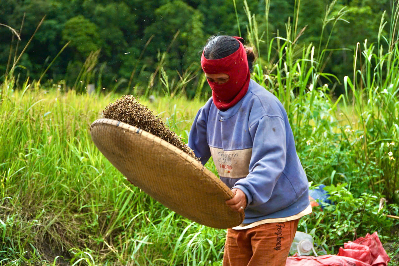 Sau khi thu hoạch xong, người dân không mang lúa về nhà mà để trong những “kho” chứa lúa nằm rải rác ở ngay trong cánh đồng theo truyền thống của đồng bào nơi đây.