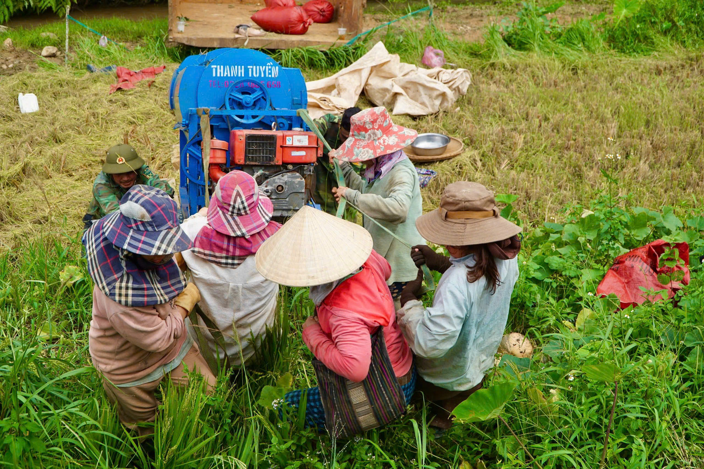 Giữa sắc vàng mênh mang ấy, bóng những người nông dân lom khom gặt lúa, tuốt lúa, gùi lúa, nụ cười rạng rỡ hiện lên giữa những giọt mồ hôi.