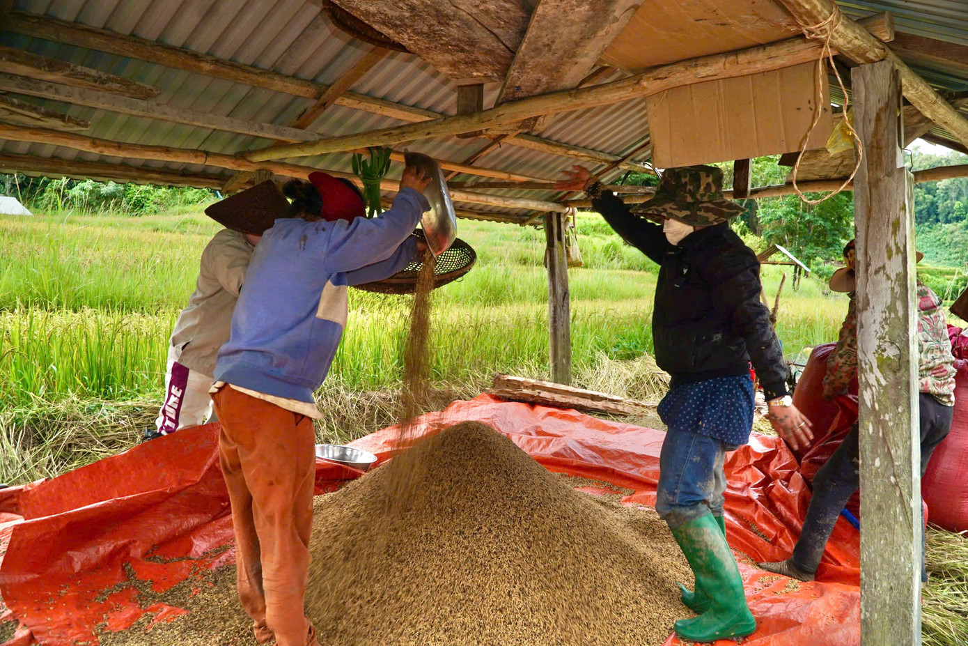 Sau khi thu hoạch xong, người dân không mang lúa về nhà mà để trong những “kho” chứa lúa nằm rải rác ở ngay trong cánh đồng theo truyền thống của đồng bào nơi đây.