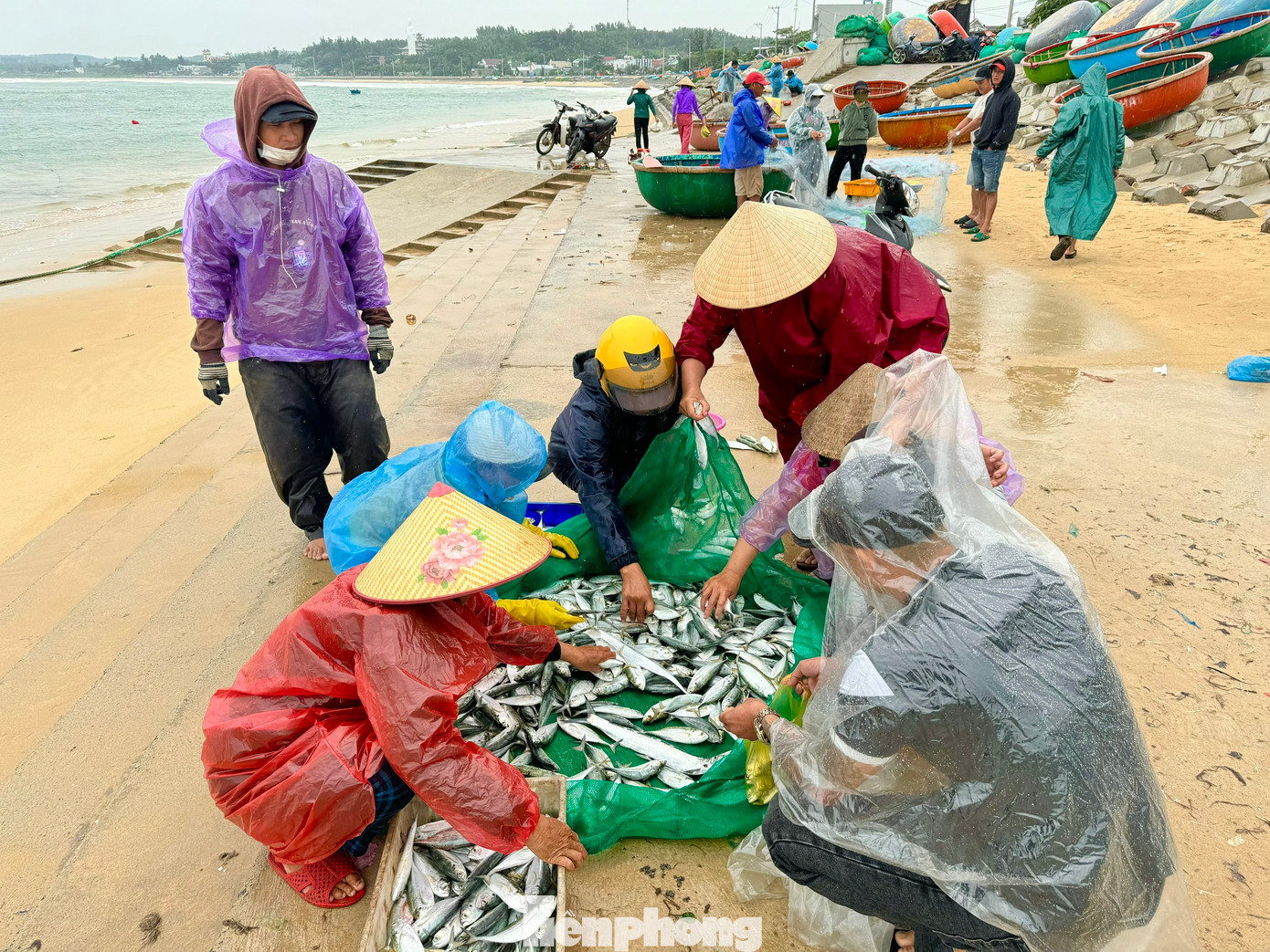 Giá cá mùa này cũng cao gấp đôi so với ngày thường. Ảnh: Nguyễn Ngọc