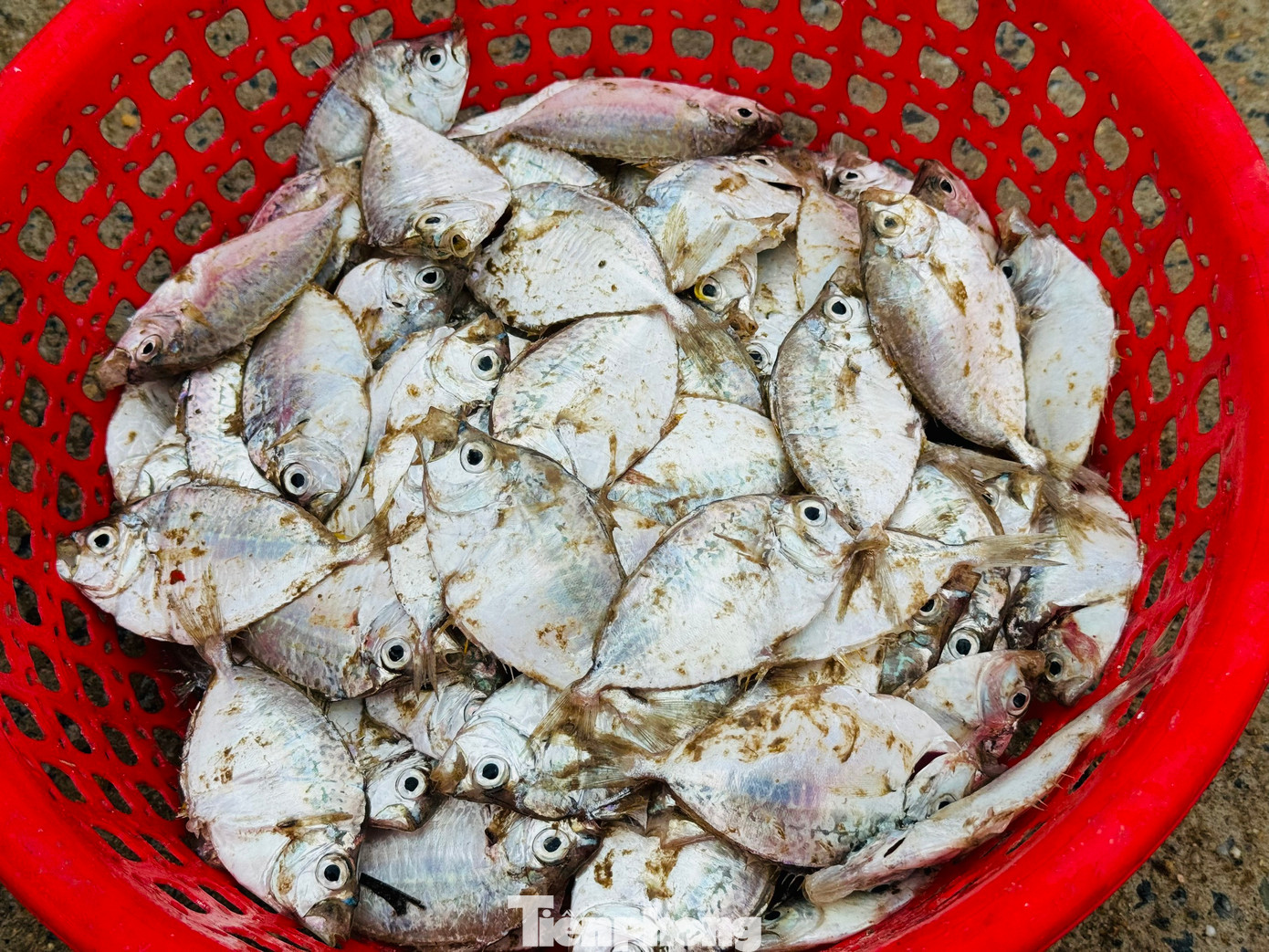 Đánh bắt gần bờ ngư dân thu được những loại cá ngon, có giá trị cao. Ảnh: Nguyễn Ngọc