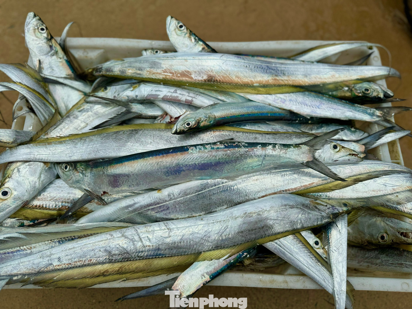 Đánh bắt gần bờ ngư dân thu được những loại cá ngon, có giá trị cao. Ảnh: Nguyễn Ngọc