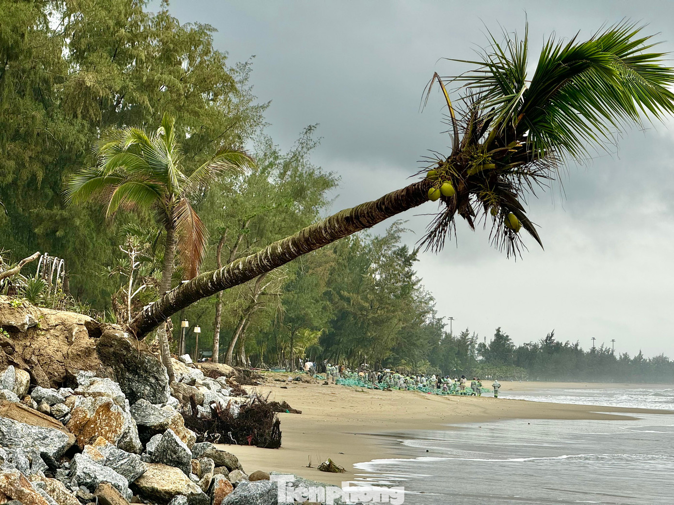 Các công trình ven biển, rừng dương, dừa… dọc bờ biển Mỹ Khê dùng để chắn sóng, gió cũng đã bị cuốn trôi. Nhiều công trình du lịch trước đây nằm cách nước cả trăm mét, nay nước biển đã áp sát vách. Ảnh: Nguyễn Ngọc.