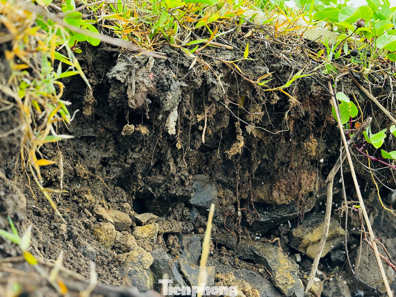 Theo người dân, sạt lở đã kéo dài nhiều năm nay, tuy nhiên 2 năm trở lại đây và đặc biệt cuối năm 2024 đến nay mức độ ngày càng nghiêm trọng hơn. Cả bờ biển dài đang ngày ngày “chịu trận”. Ảnh: Nguyễn Ngọc.