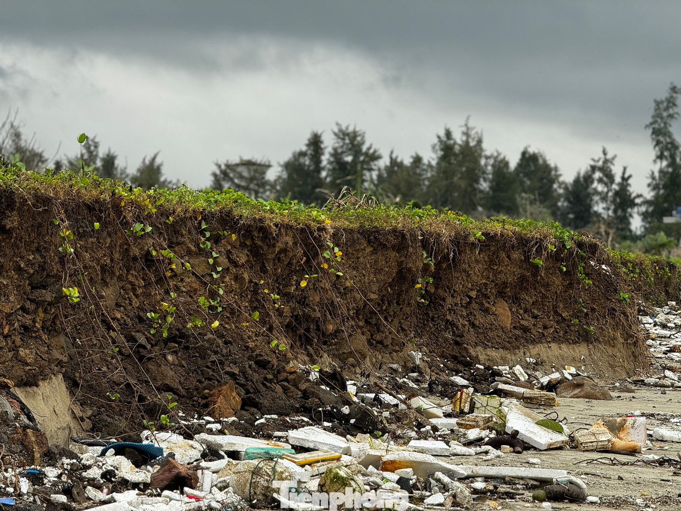 Ông Nguyễn Văn Tánh (trú xã Tịnh Khê, TP. Quảng Ngãi) cho biết, rừng dương ngày trước rộng cả trăm mét, đây được xem là tấm chắn. Nhưng theo thời gian, sạt lở nặng dần, nay bề ngang rừng dương chỉ còn khoảng 30m. Ảnh: Nguyễn Ngọc.