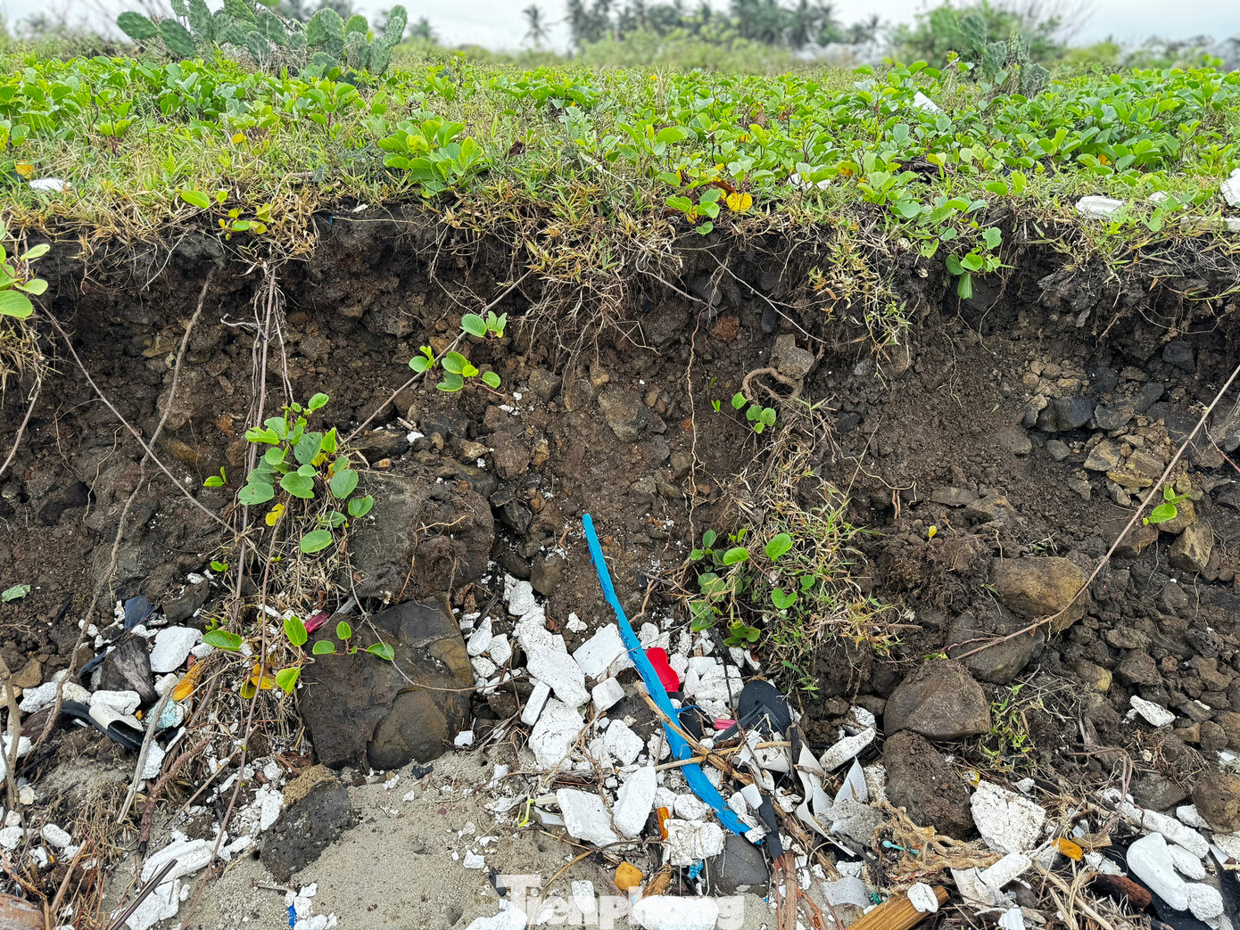 Một số vị trí triều cường gây sạt lở nghiêm trọng, đất đá bị cuốn “phăng” ra biển, tạo thành bờ đất cao gần 2m. Ảnh: Nguyễn Ngọc.