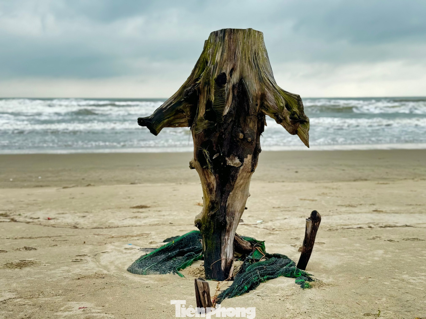 Nhiều gốc dương bị sóng đánh trơ gốc. Ảnh: Nguyễn Ngọc.