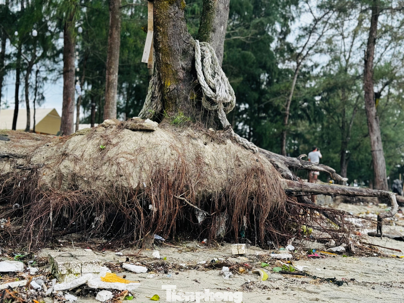 Ông Trà Thanh Danh - Chủ tịch UBND TP. Quảng Ngãi - cho biết, khoảng 5 năm qua, sạt lở ở bãi biển Mỹ Khê diễn ra. Mỗi năm một nặng dần, năm nay là quá nặng. Ảnh: Nguyễn Ngọc.