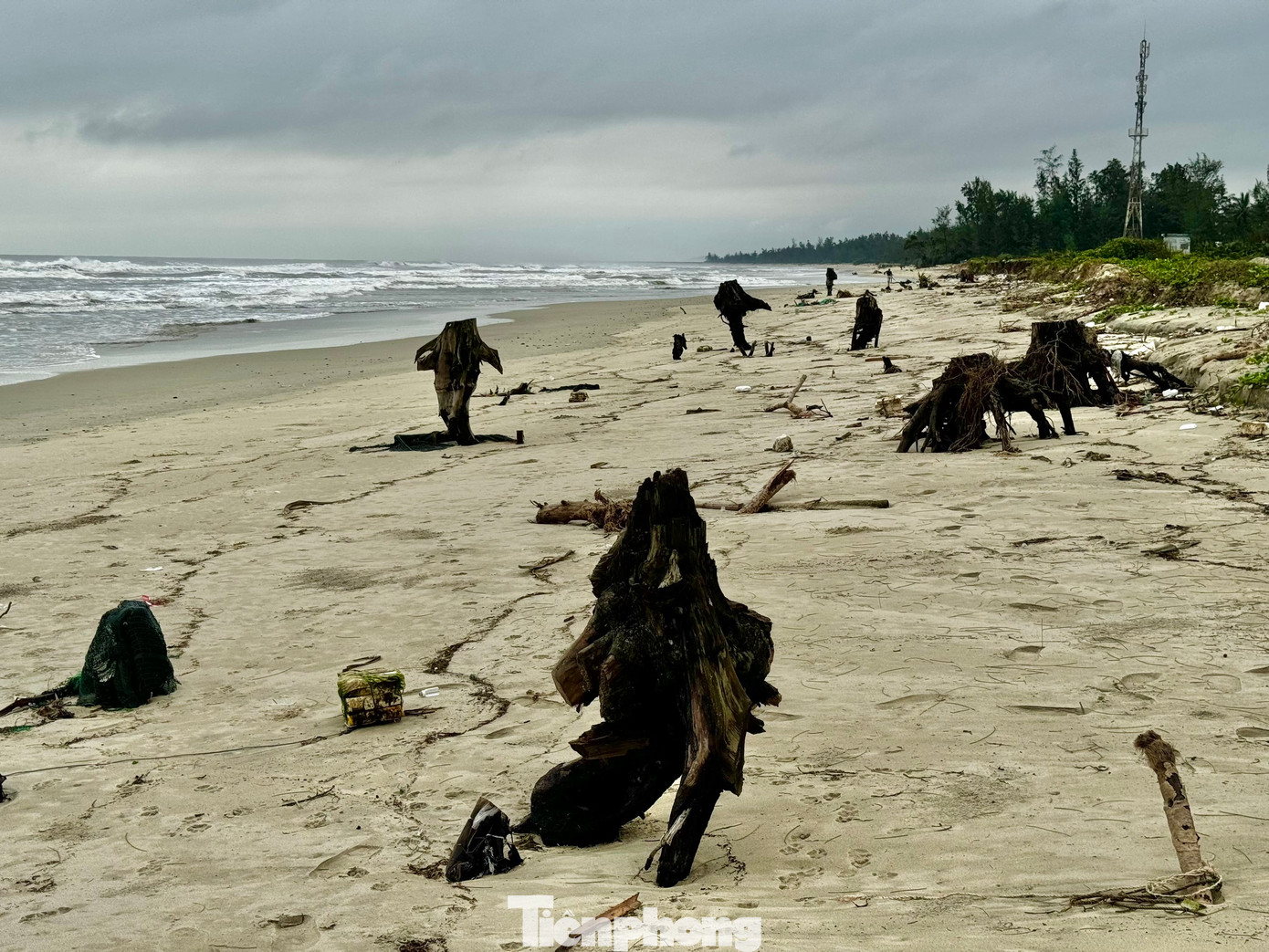 Nhiều gốc dương bị sóng đánh trơ gốc. Ảnh: Nguyễn Ngọc.