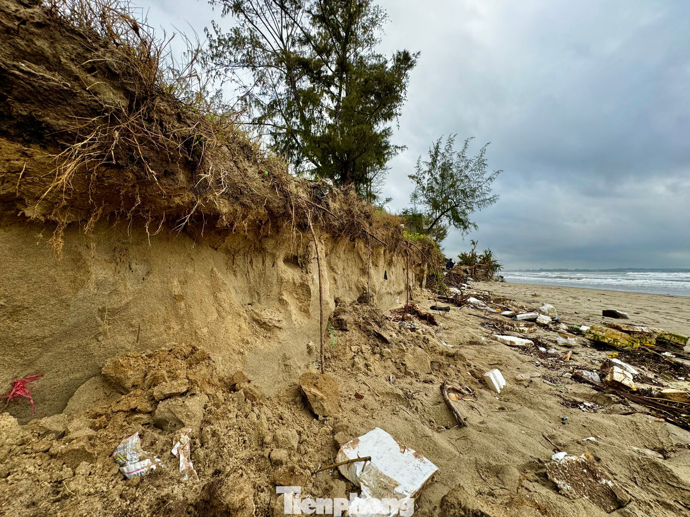 Ông Nguyễn Văn Tánh (trú xã Tịnh Khê, TP. Quảng Ngãi) cho biết, rừng dương ngày trước rộng cả trăm mét, đây được xem là tấm chắn. Nhưng theo thời gian, sạt lở nặng dần, nay bề ngang rừng dương chỉ còn khoảng 30m. Ảnh: Nguyễn Ngọc.