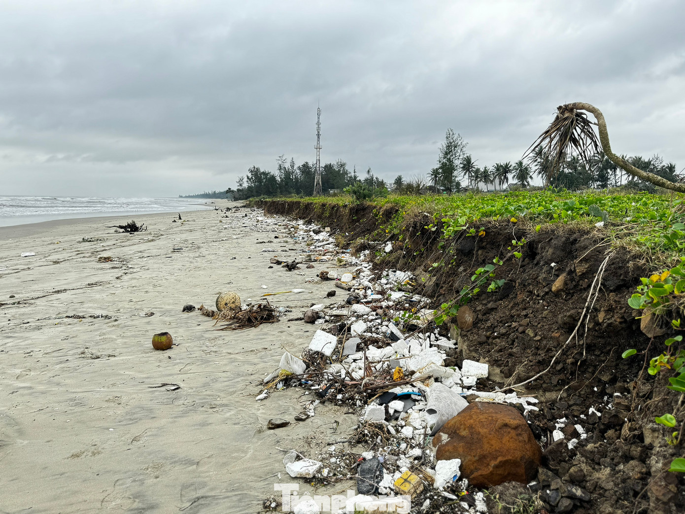 Theo người dân, sạt lở đã kéo dài nhiều năm nay, tuy nhiên 2 năm trở lại đây và đặc biệt cuối năm 2024 đến nay mức độ ngày càng nghiêm trọng hơn. Cả bờ biển dài đang ngày ngày “chịu trận”. Ảnh: Nguyễn Ngọc.