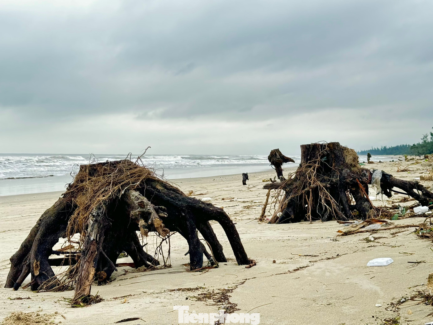 Nhiều gốc dương bị sóng đánh trơ gốc. Ảnh: Nguyễn Ngọc.