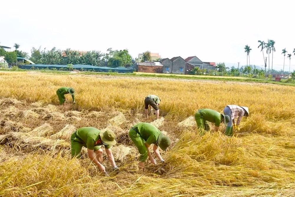 Ngoài những ĐVTN, trong dịp lễ vừa qua tại thị xã Đức Phổ hơn 40 cán bộ, chiến sĩ Công an của thị xã cũng đã xuống đồng, giúp bà con nông dân thu hoạch lúa.