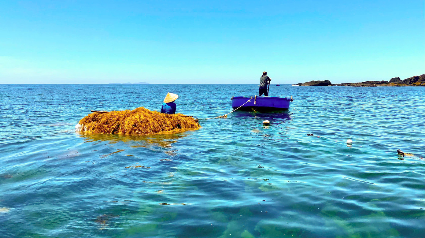 Rong mơ trở thành nguồn tài nguyên biển mang lại thu nhập cho người dân ven biển Quảng Ngãi. Ảnh: Hải Phong Rong mơ trở thành nguồn tài nguyên biển mang lại thu nhập cho người dân ven biển Quảng Ngãi. Ảnh: Hải Phong