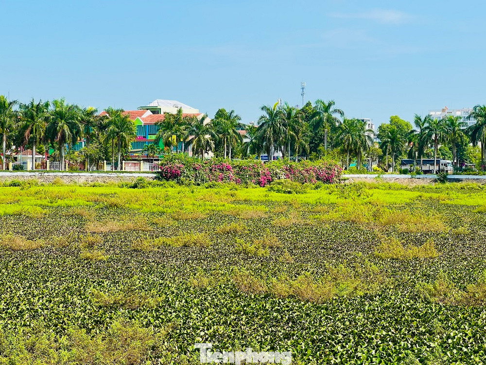 Hồ điều hòa Nghĩa Chánh bị bồi lắng, cỏ dại xâm lấn suốt nhiều năm qua (Ảnh: Nguyễn Ngọc) Hồ điều hòa Nghĩa Chánh bị bồi lắng, cỏ dại xâm lấn suốt nhiều năm qua (Ảnh: Nguyễn Ngọc)